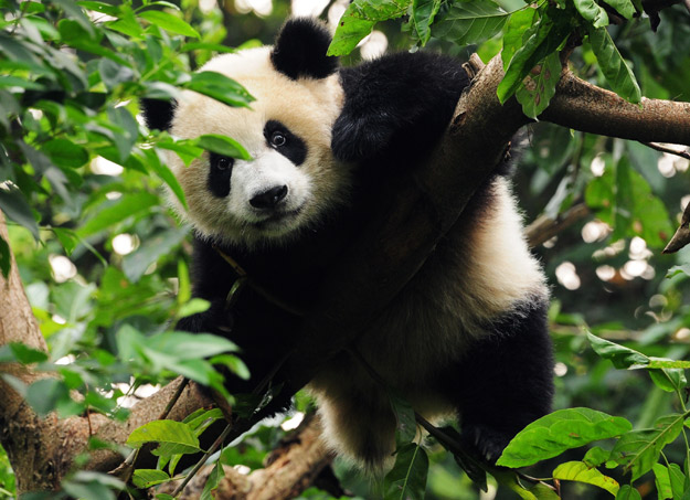 panda in tree