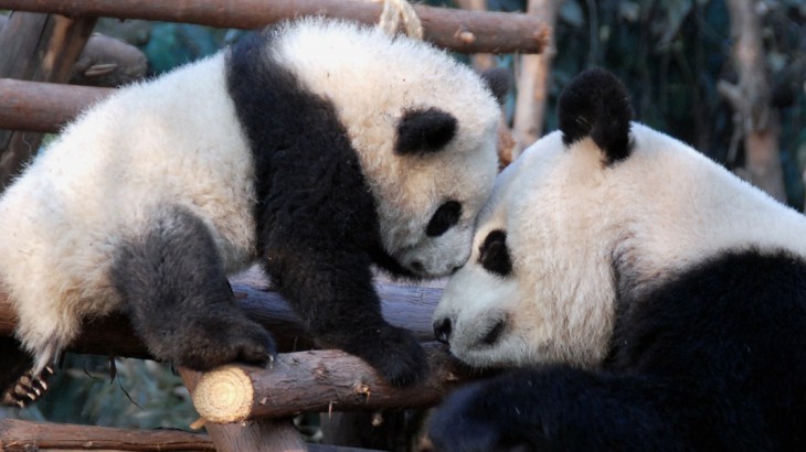 giant-panda-chengdu