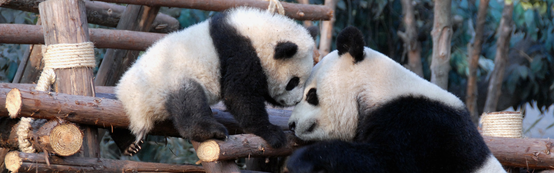 2014 Proves A Giant Panda Boom