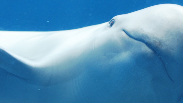 yangtze porpoise