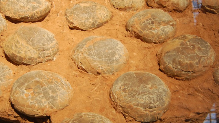 fossilised dinosaur eggs