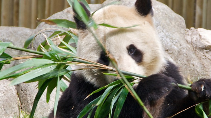 panda eating bamboo