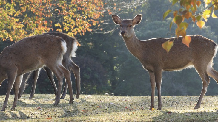 the deer of nara park