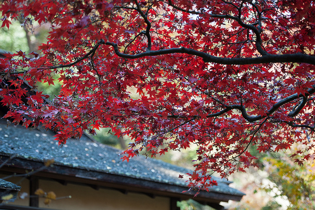 red leaves on tree