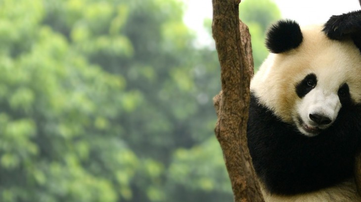 China’s Giant Panda