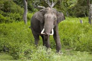 Kirirom National Park