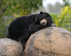 Virachey National Park