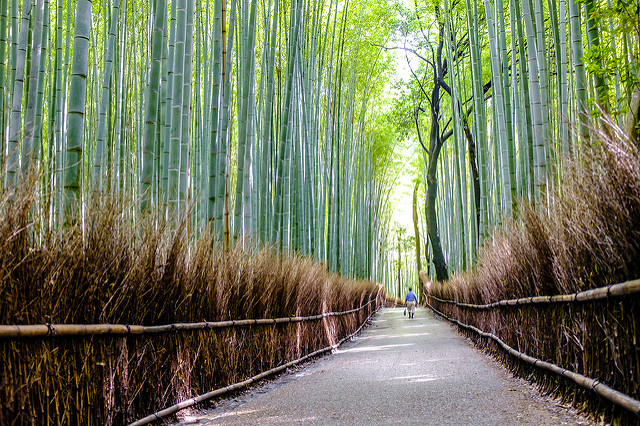 bamboo groves