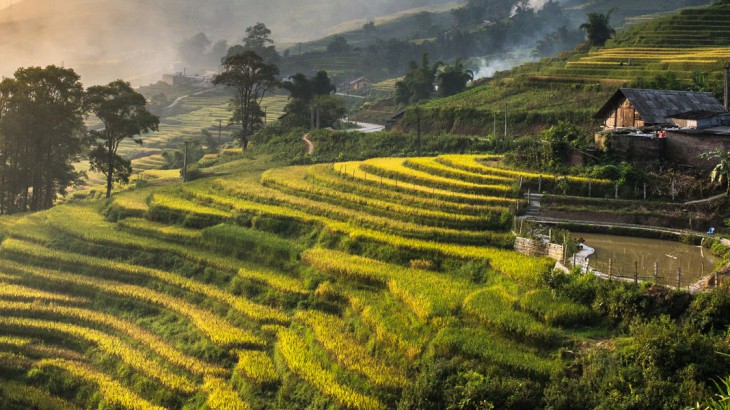 rice fields in vietnam