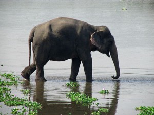 elephants in cambodia