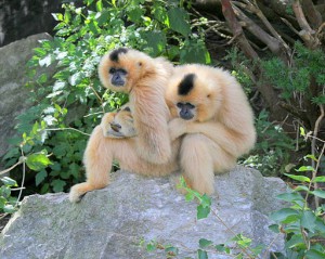 spot gibbons in cambodia