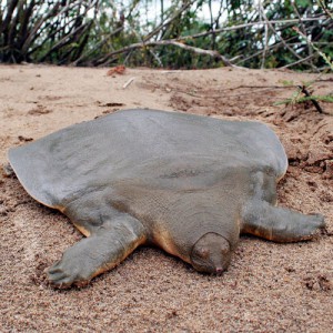 mekong turtles
