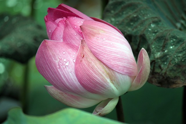 how lotus grows