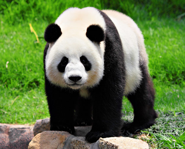 panda in sichuan
