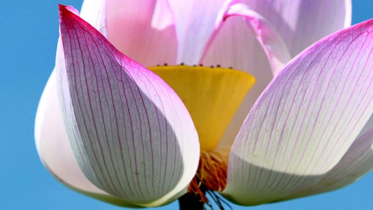 photo of lotus plant