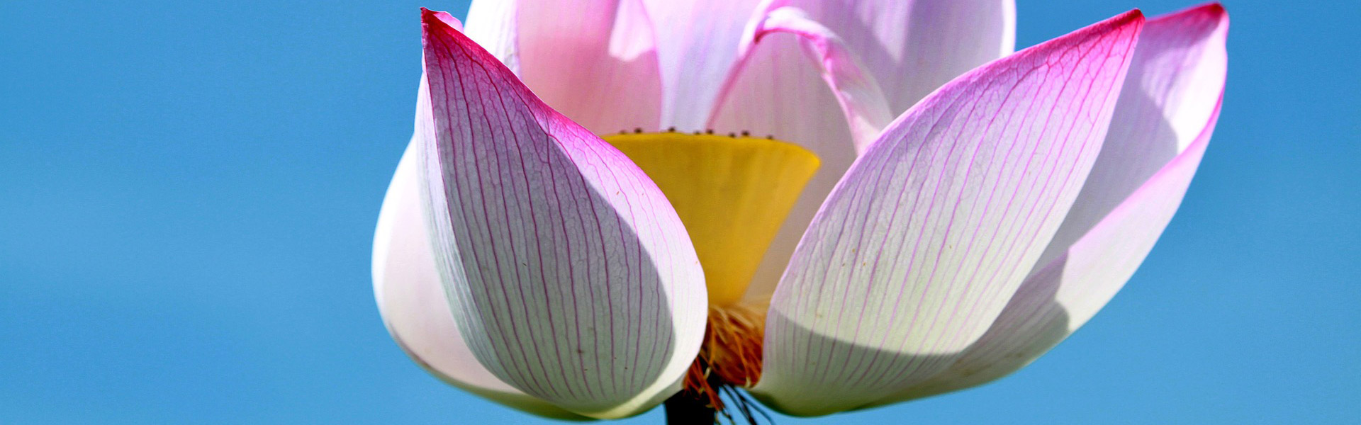 Vietnam’s National Flower: The Lotus | Wendy Wu Tours Blog