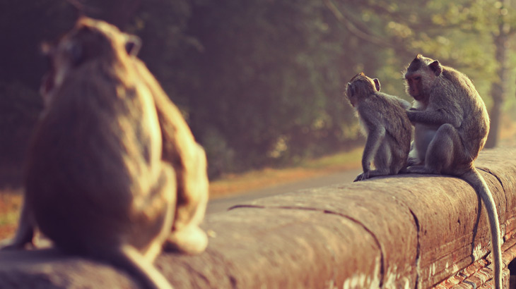 wildlife in cambodia