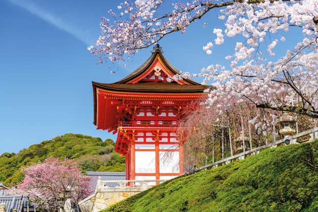 cherry blossom, Japan