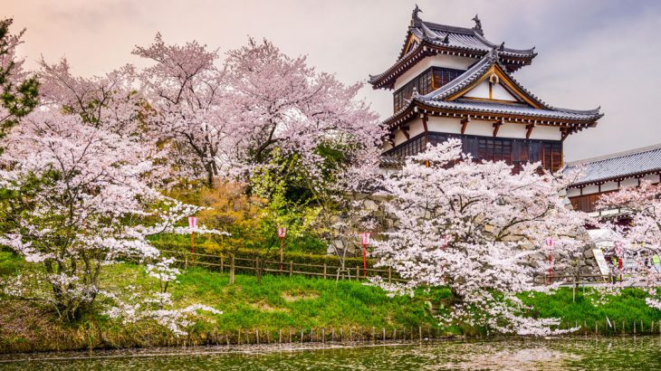 japanese-castle-sakura