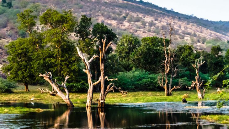 ranthambore national park india