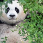 Photographed by Willie Graham at the Pandas Conservation Centre in Chengdu, China