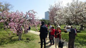 photos of cherry blossom