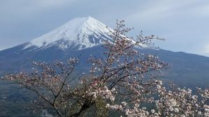 Mt fuji and cherry blossoms