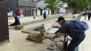 Miyajima deer