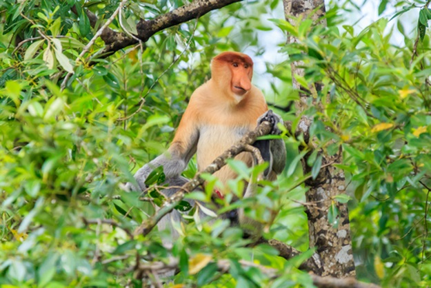 Proboscis Monkey in a tree