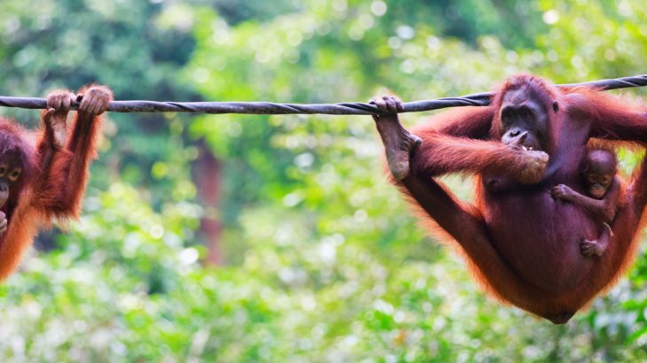 Orangutans hanging on a line