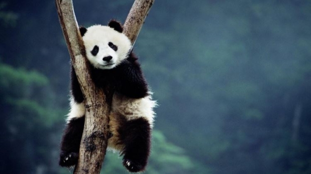 Panda in a tree