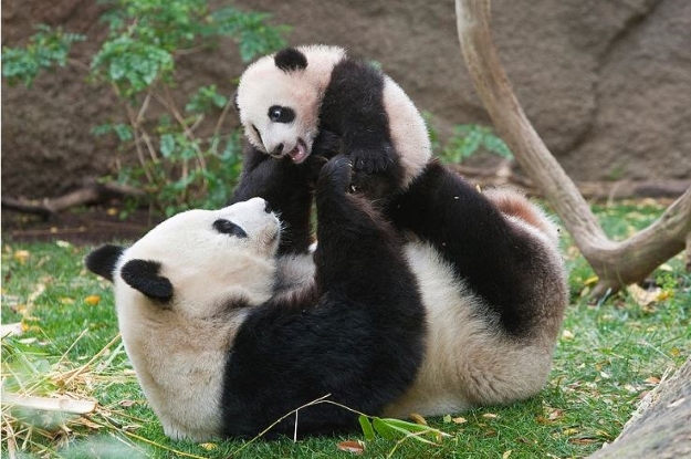 Giant panda playing with cub