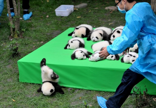 Baby panda falling