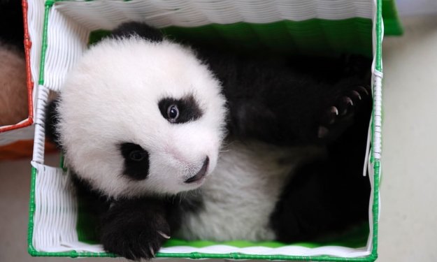 Little panda cub in box