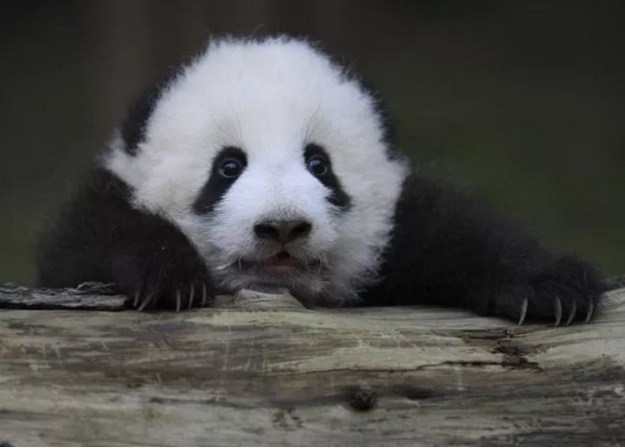 Giant panda cub