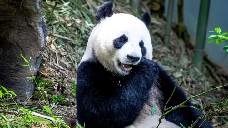 Giant panda eating bamboo