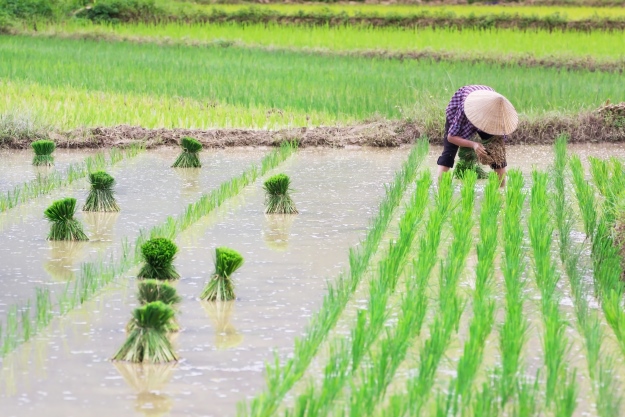 non la wearing farmer tending rice paddy