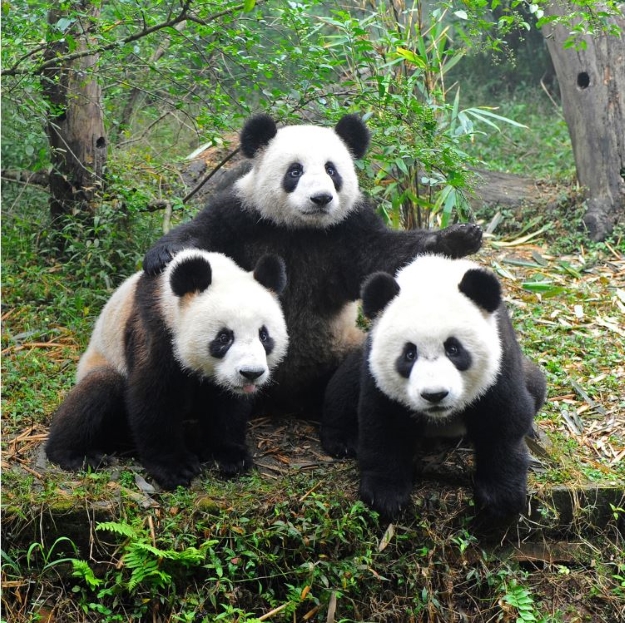 Group of pandas in Chengdu