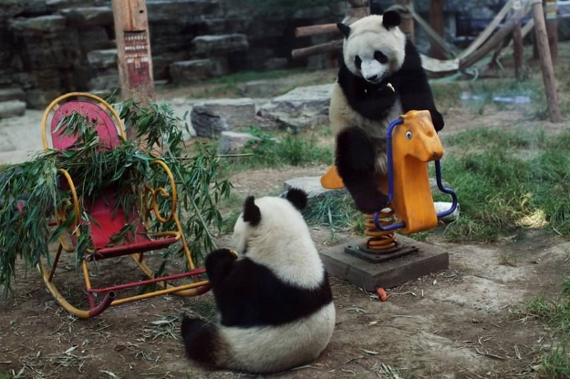 Giant pandas playing in Chengdu