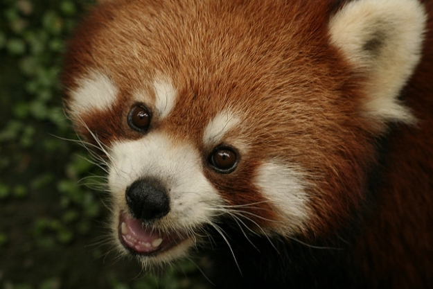 Red panda