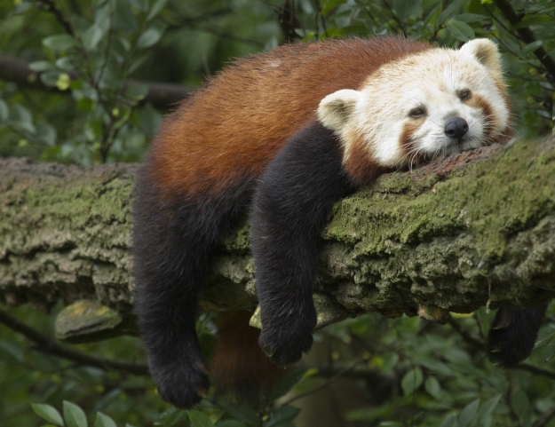 Red panda asleep on branch