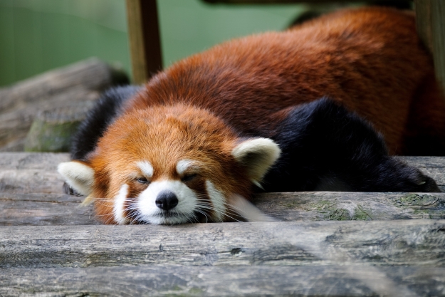 Red panda sleeping