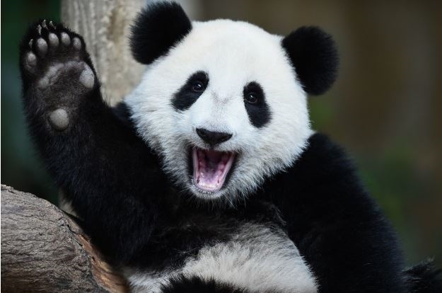 Happy panda