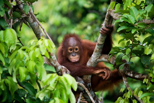 Orangutan in the trees