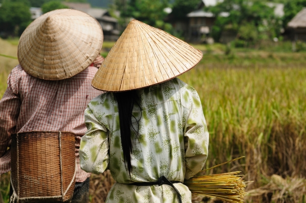 Vietnamese rice farmers