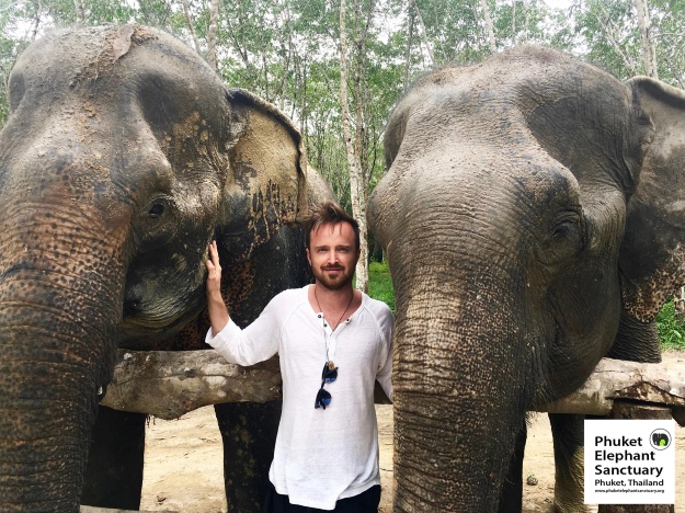 Actor Aaron Paul visiting Phuket Elephant Sanctuary