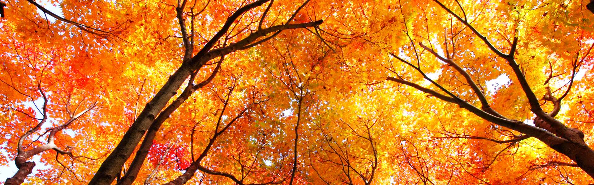 autumn header