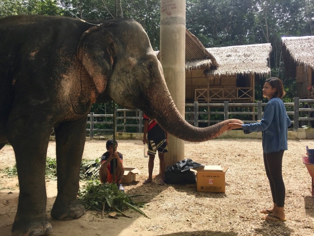 Staff with elephants at a wildlife sanctuary