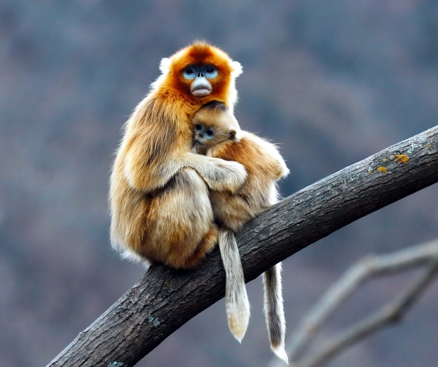 Snub-nosed monkey and baby