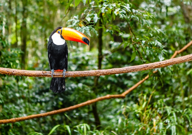 Toucan in the Amazon